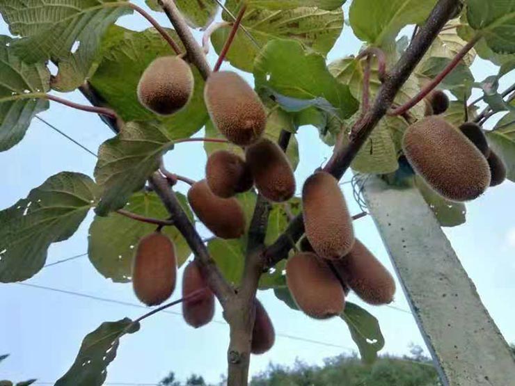 鉴黑担保网(jhdbw)·最具权威唯一维权担保平台