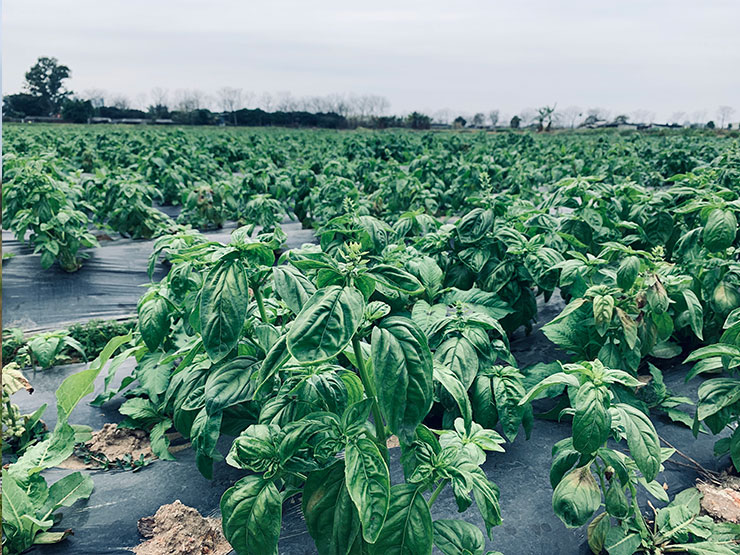 鉴黑担保网(jhdbw)·最具权威唯一维权担保平台