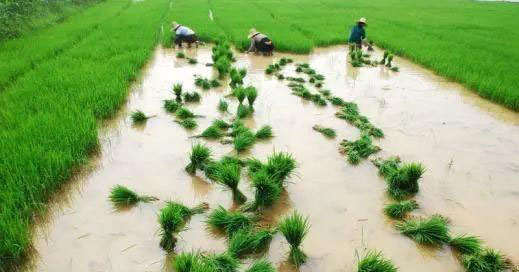 鉴黑担保网(jhdbw)·最具权威唯一维权担保平台