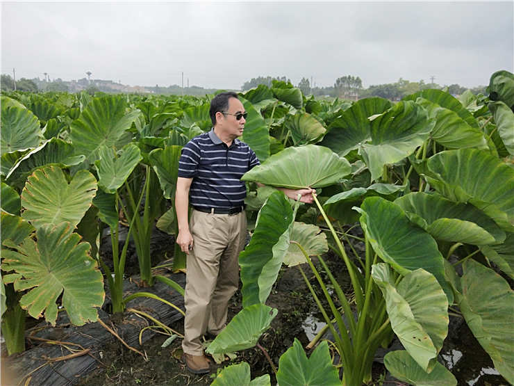 鉴黑担保网(jhdbw)·最具权威唯一维权担保平台