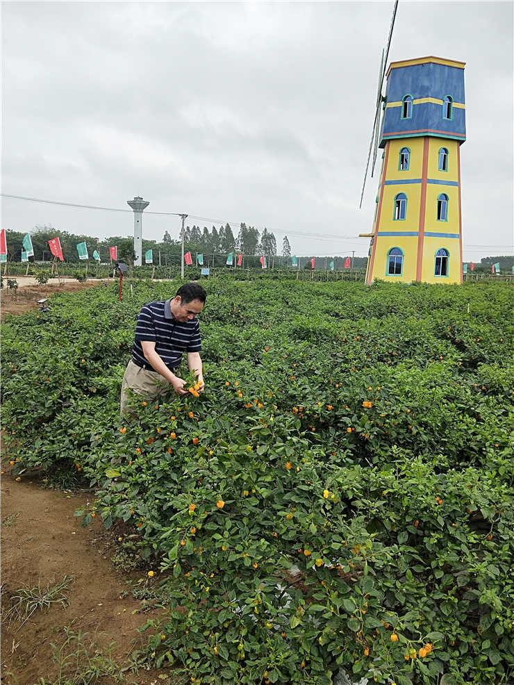 鉴黑担保网(jhdbw)·最具权威唯一维权担保平台