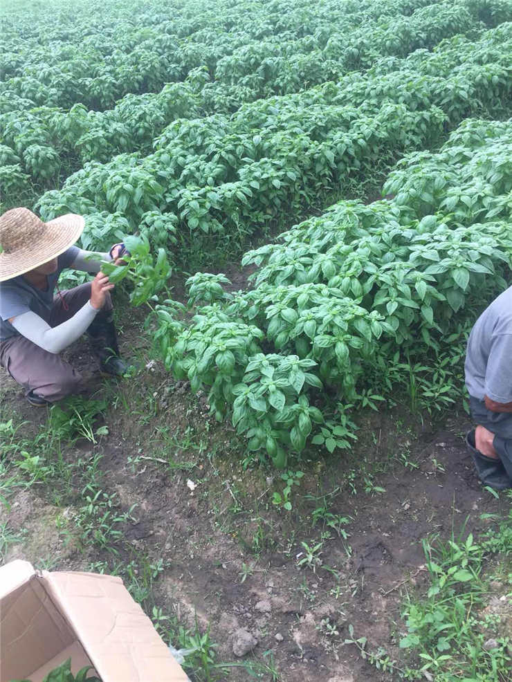 鉴黑担保网(jhdbw)·最具权威唯一维权担保平台