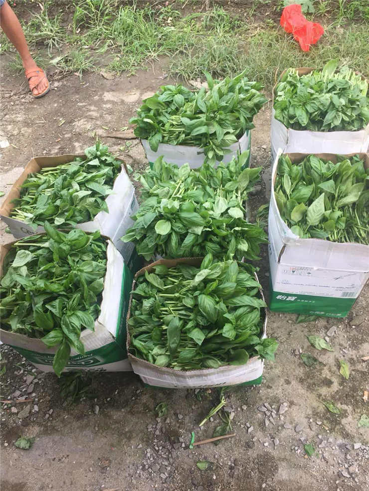 鉴黑担保网(jhdbw)·最具权威唯一维权担保平台