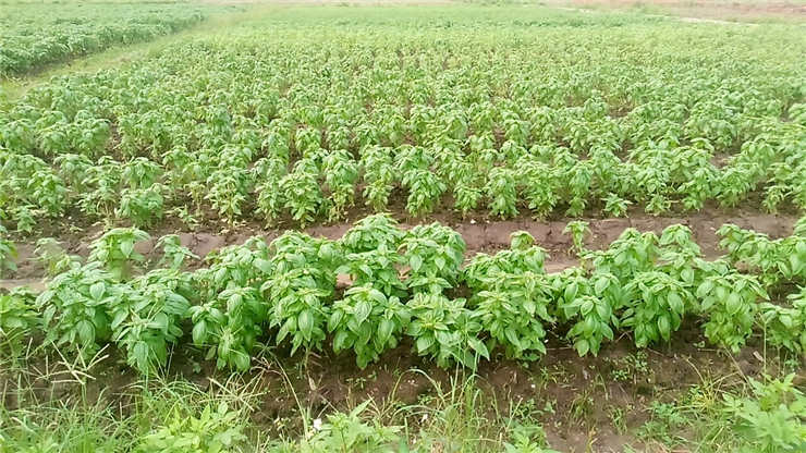 鉴黑担保网(jhdbw)·最具权威唯一维权担保平台