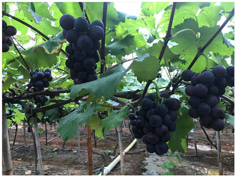 鉴黑担保网(jhdbw)·最具权威唯一维权担保平台