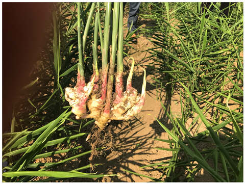 鉴黑担保网(jhdbw)·最具权威唯一维权担保平台