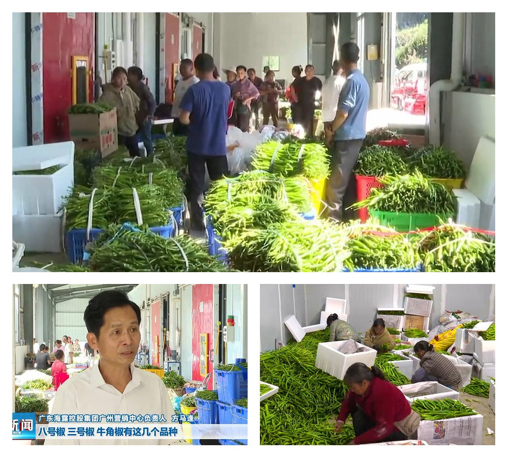 鉴黑担保网(jhdbw)·最具权威唯一维权担保平台